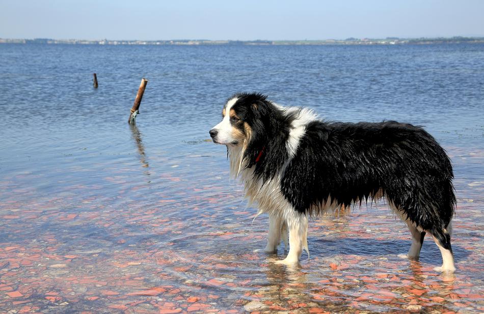Border Collie Dog in Water