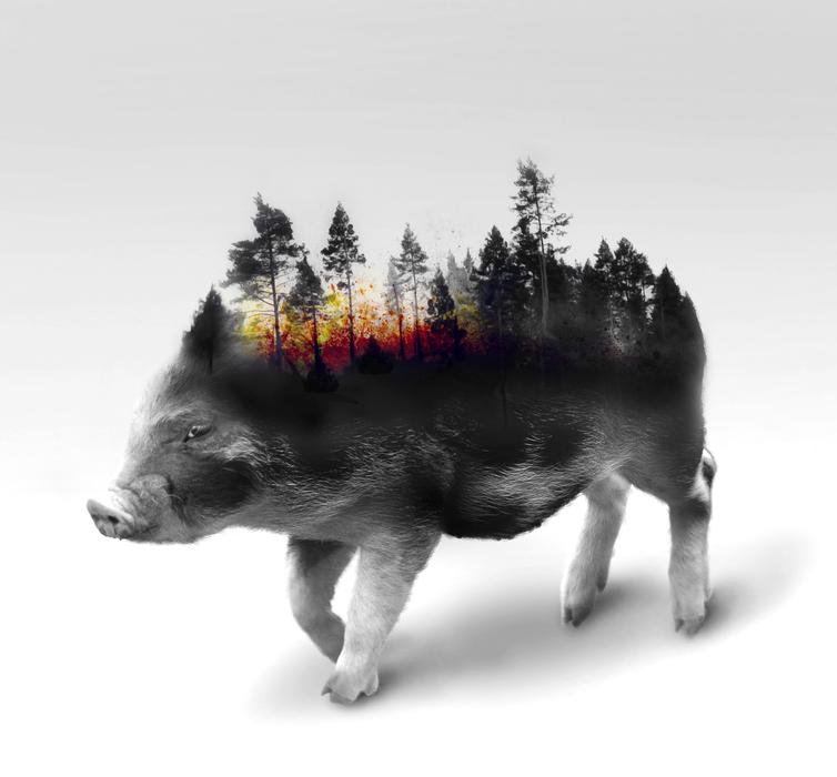 Pig Meat Animal