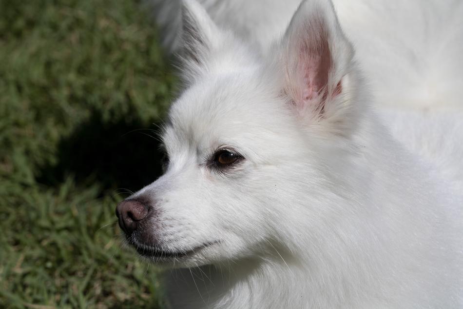 Spitz Pets Dog Canine
