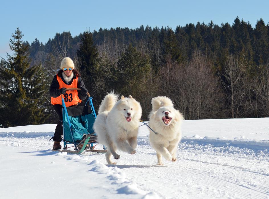 Samoyed Dog Sled Snow