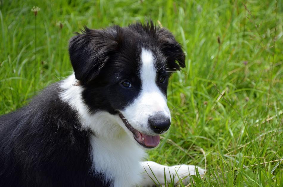 black dog with white pattern