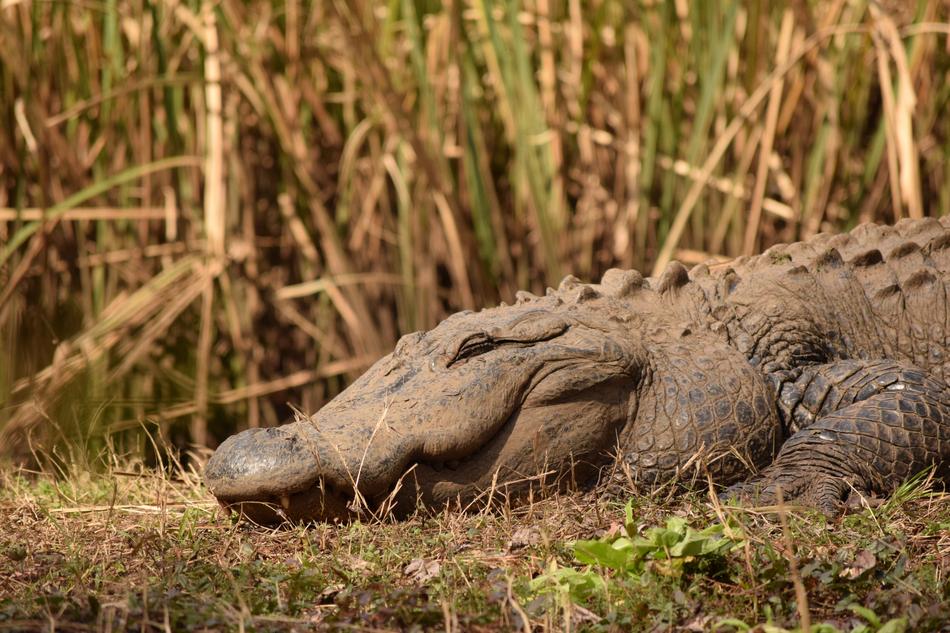 Brookgreen Gardens Alligator Park