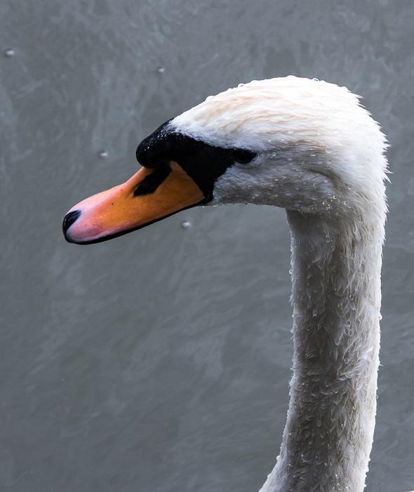 Swan Bird Water