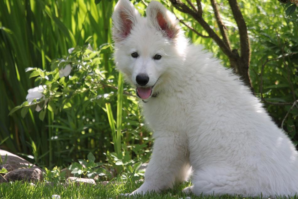 a fluffy white dog looks into the camreu