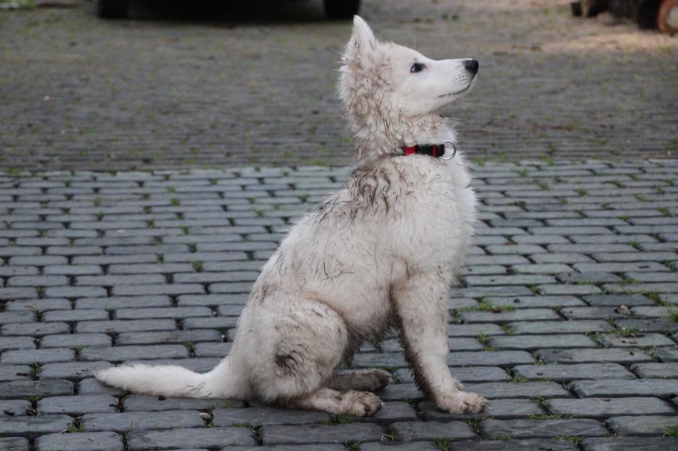 Puppy Dog Dirty Swiss White