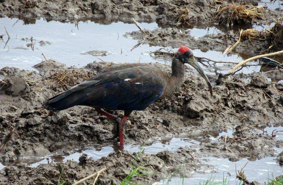 Bird Red-Naped Ibis Pseudibis
