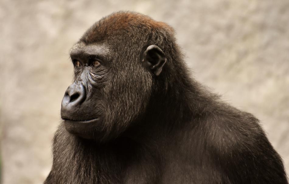Gorilla Monkey Ape