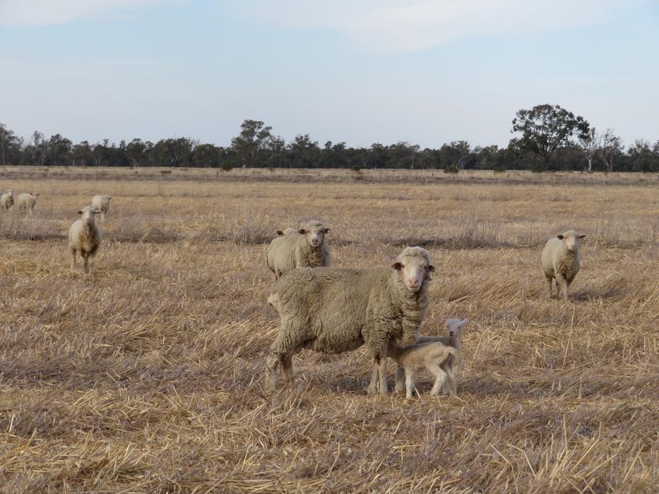 Farm Sheep Lamb
