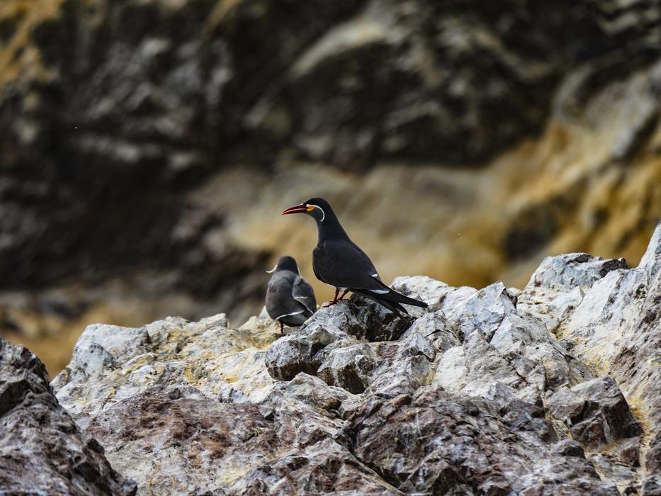 Inca Tern Schwalbe