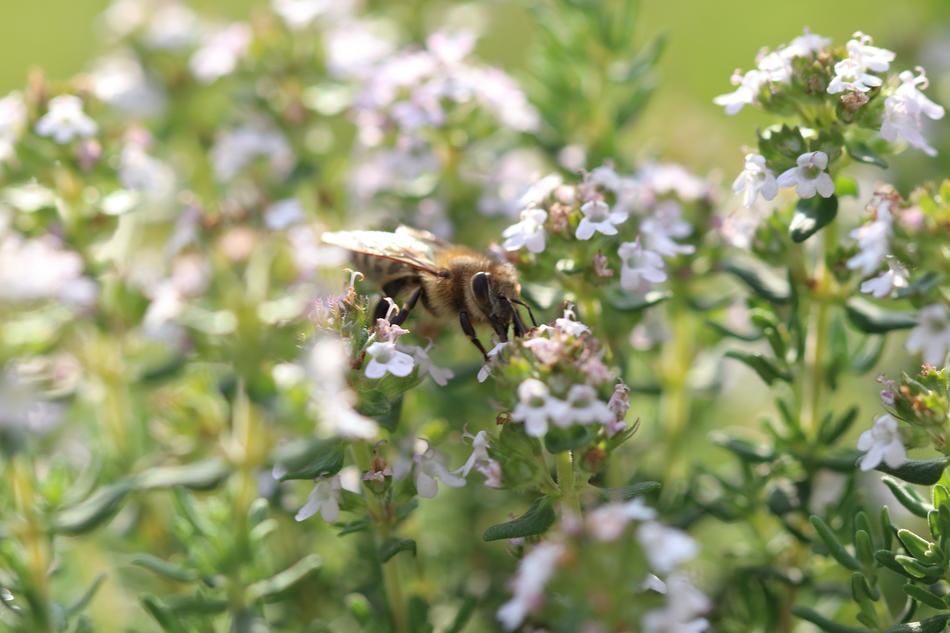 Bee Flowers Macro Close