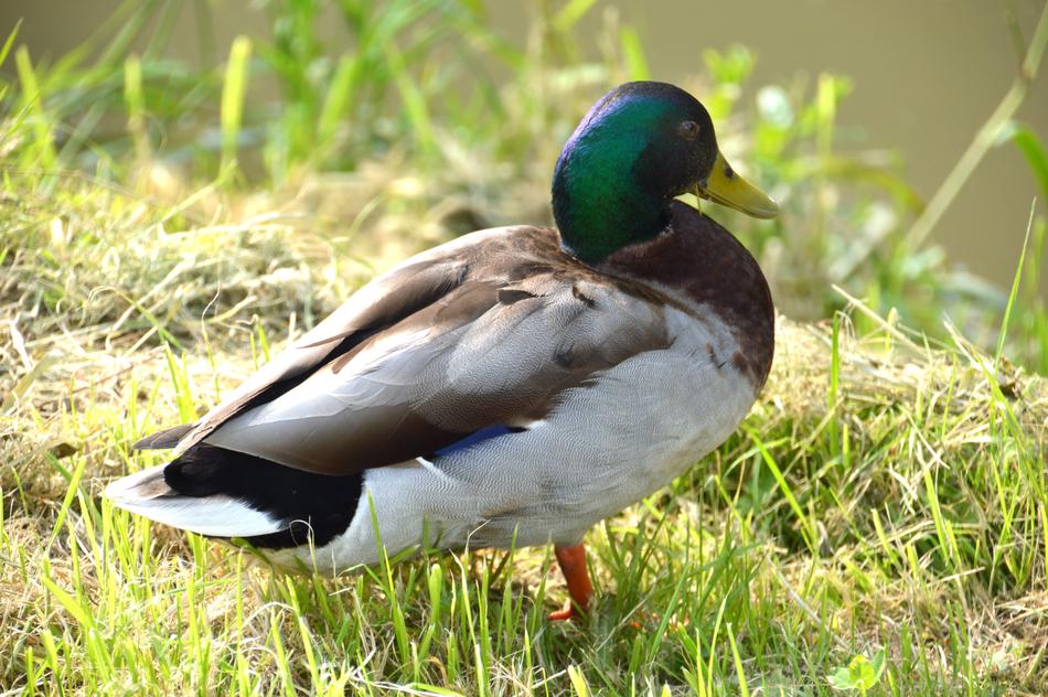 Animal Duck Mallard