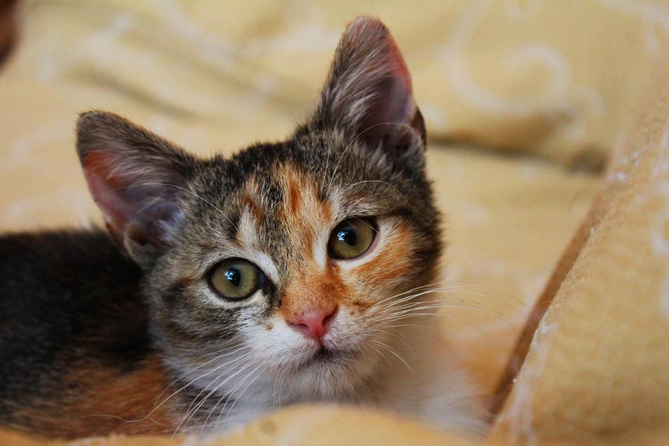 cute cat colored