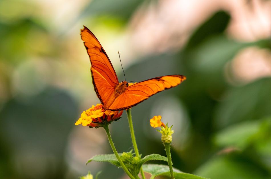 Butterfly Insect Nature Close up