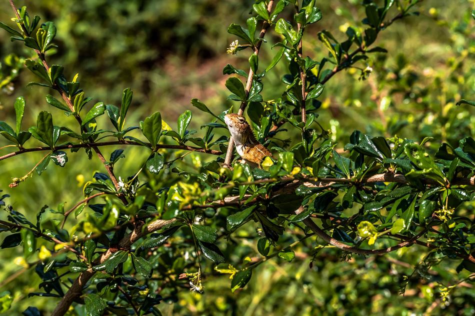 Chameleon Animal Lizard