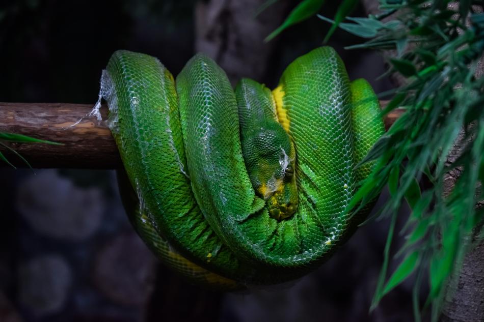 Green Tree Python Snake Animal