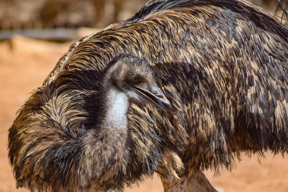 Emu Bird Animal