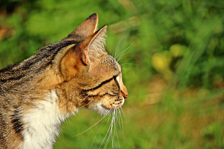 Tiger Cat Kitten photo