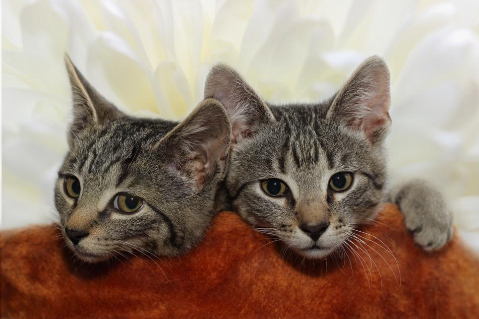 Cat Domestic Two