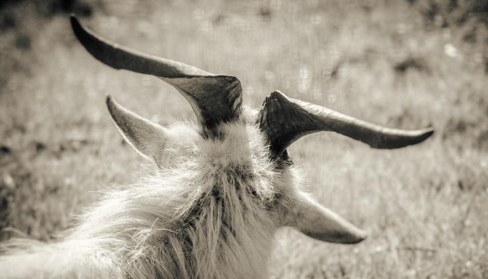 big beautiful goat horns