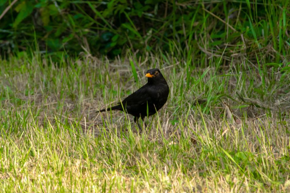 Small Bird Nature