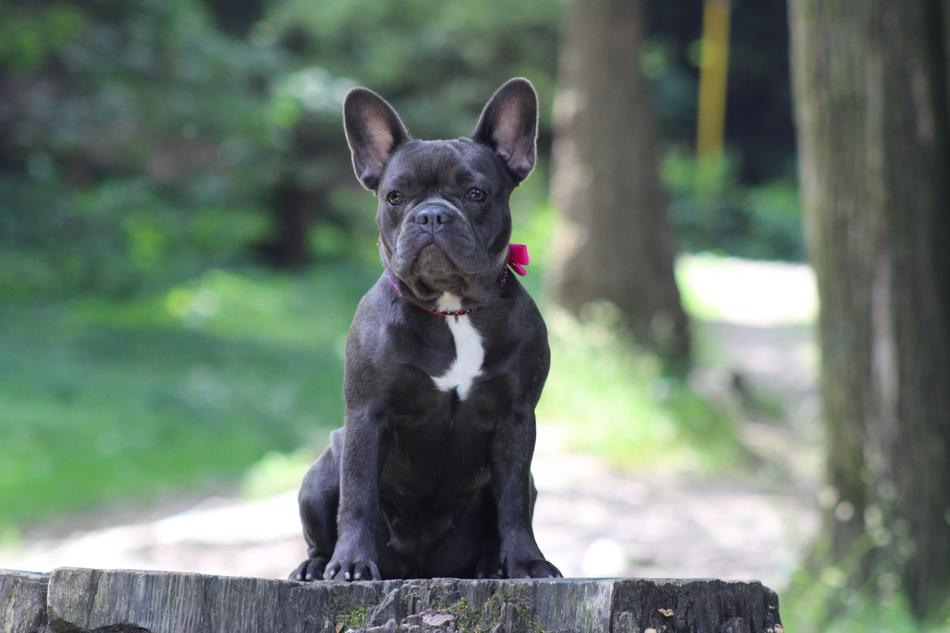 black pit bull with a collar
