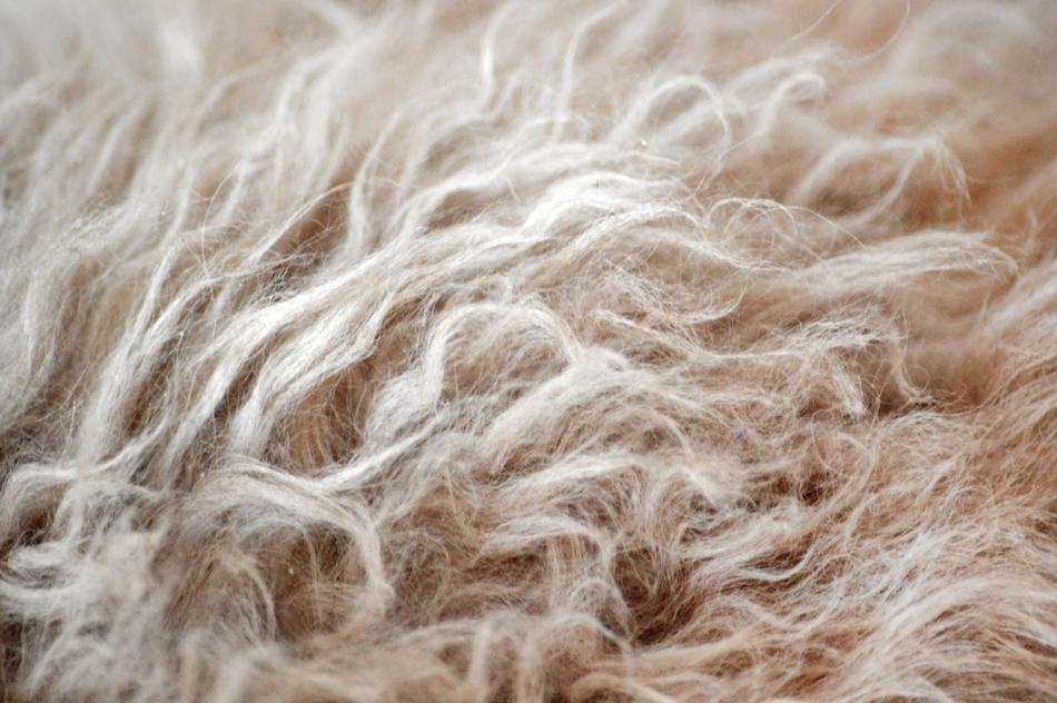 Cat Fur Selkirk Rex