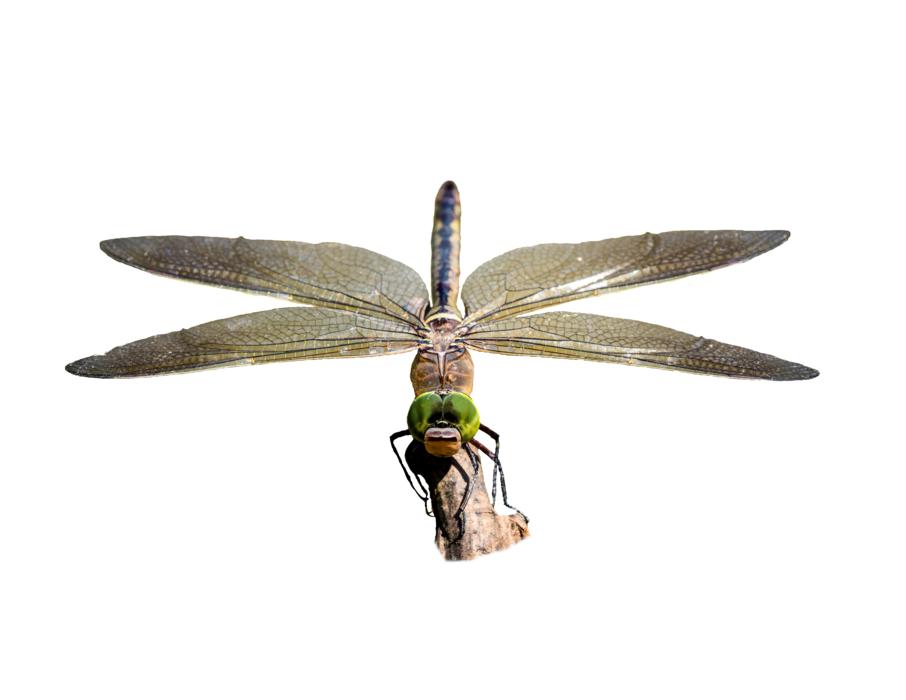 Dragonfly Transparent Insect