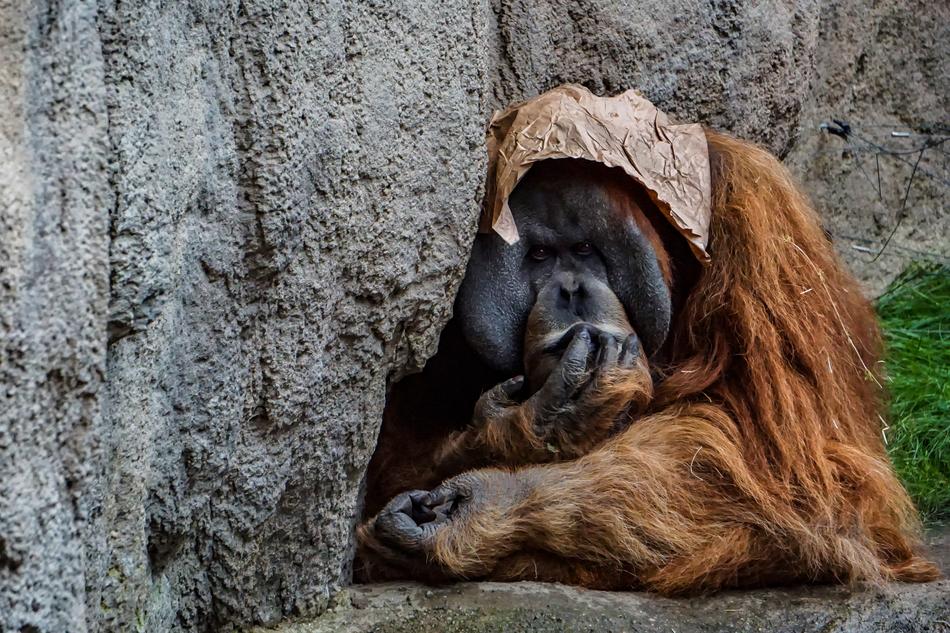 Orang Utan Monkey Zoo