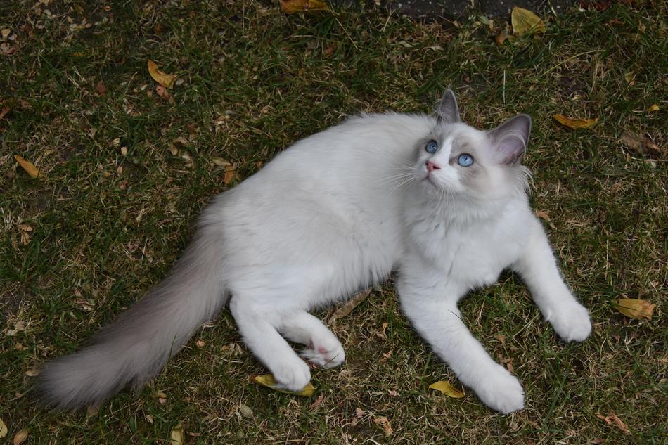 Ragdoll Cat Pet