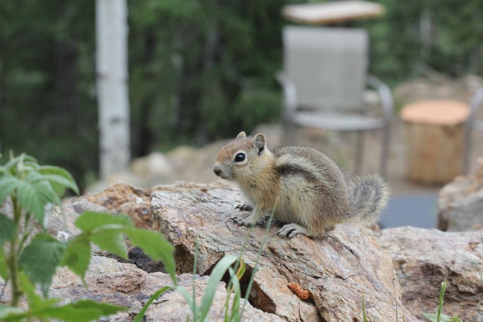 Chipmunk Cute Animal in Colorado