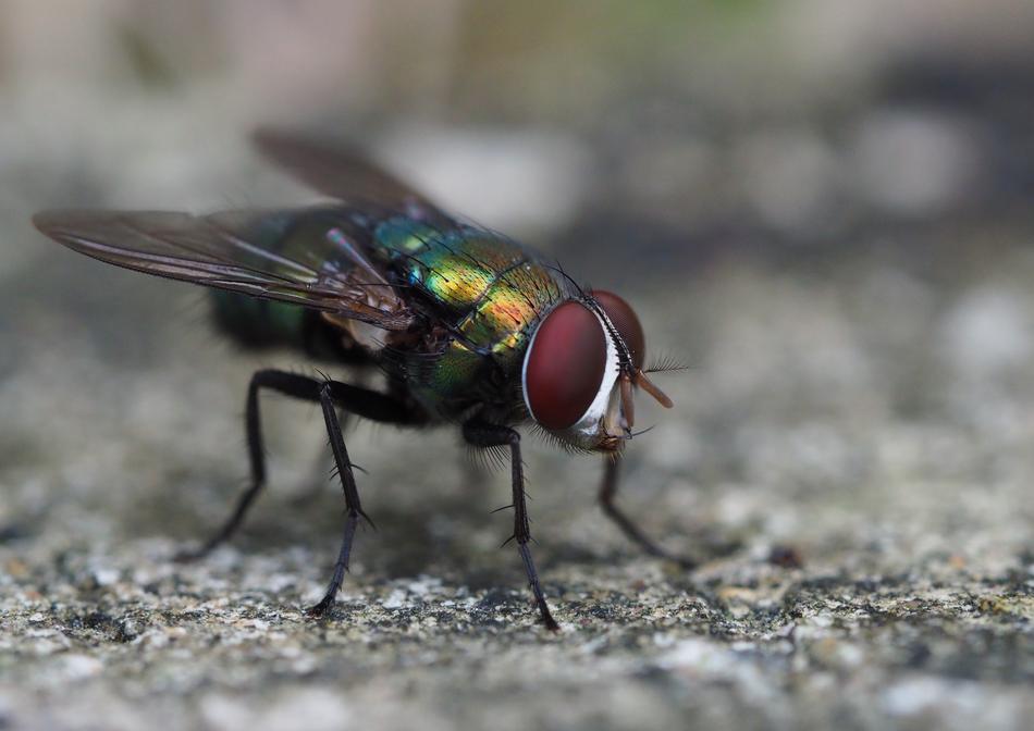 Fly Flies Insect
