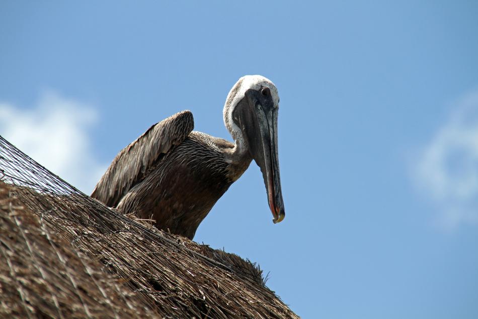 Pelican Bird on the roof