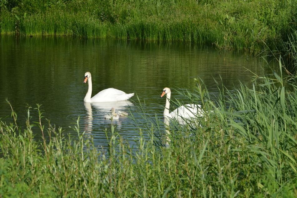 Swan Water Fowl Elegant
