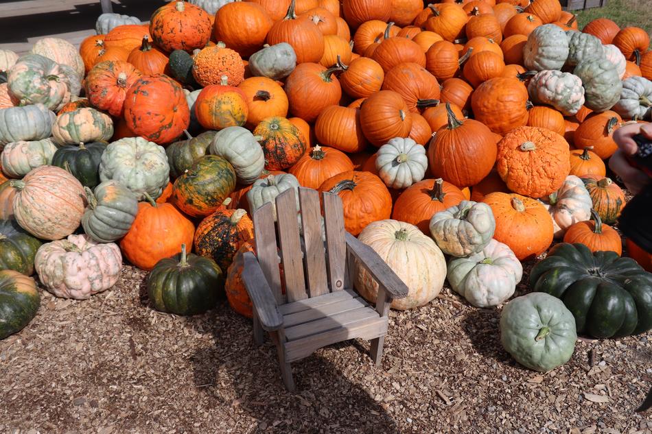 wooden chair by the pumpkin harvest