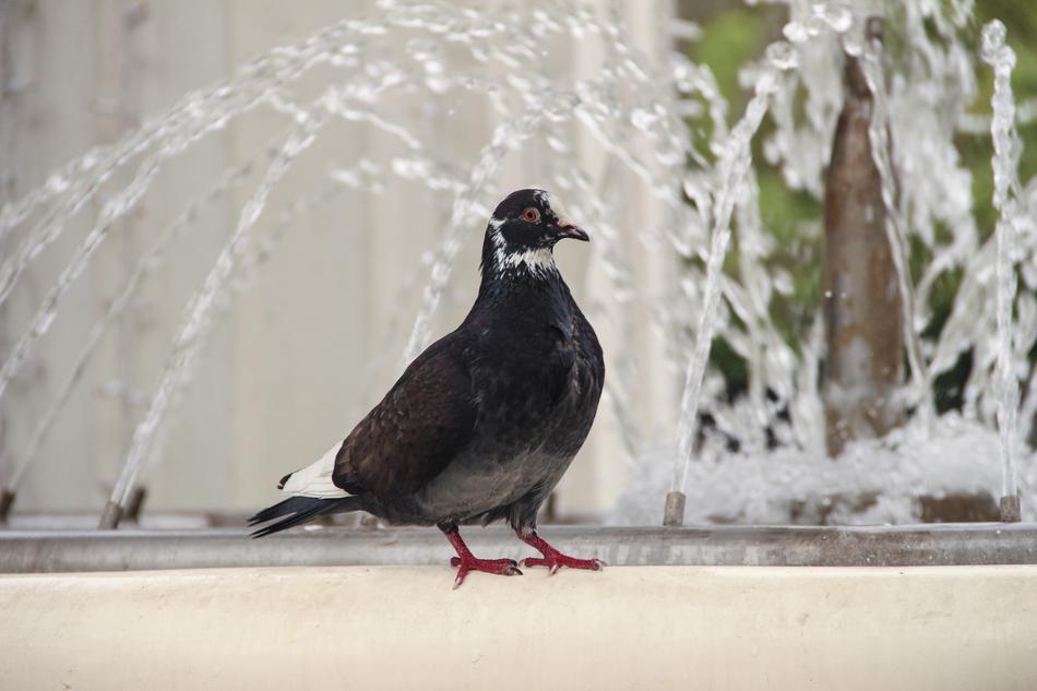 Dove Bird Nature