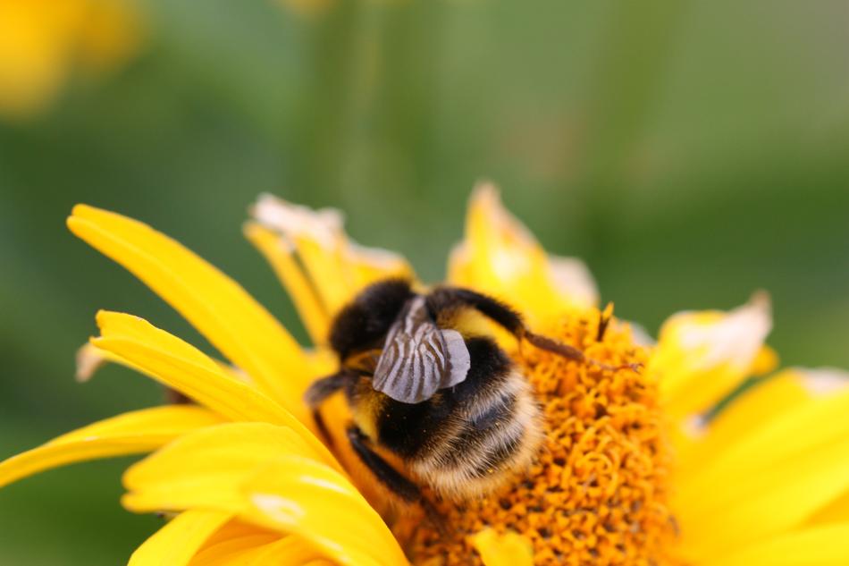 Hummel Insect Blossom
