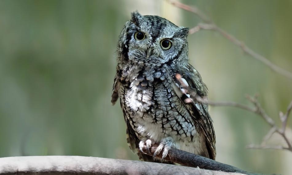 Eastern Screech Owl Bird in wildlife