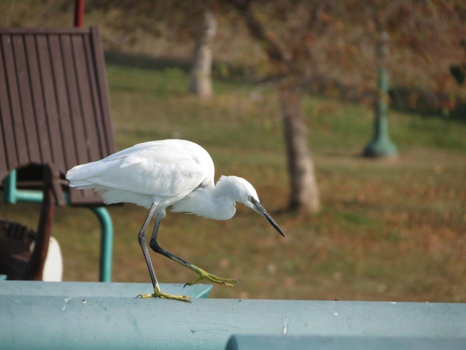 White Heron Bird