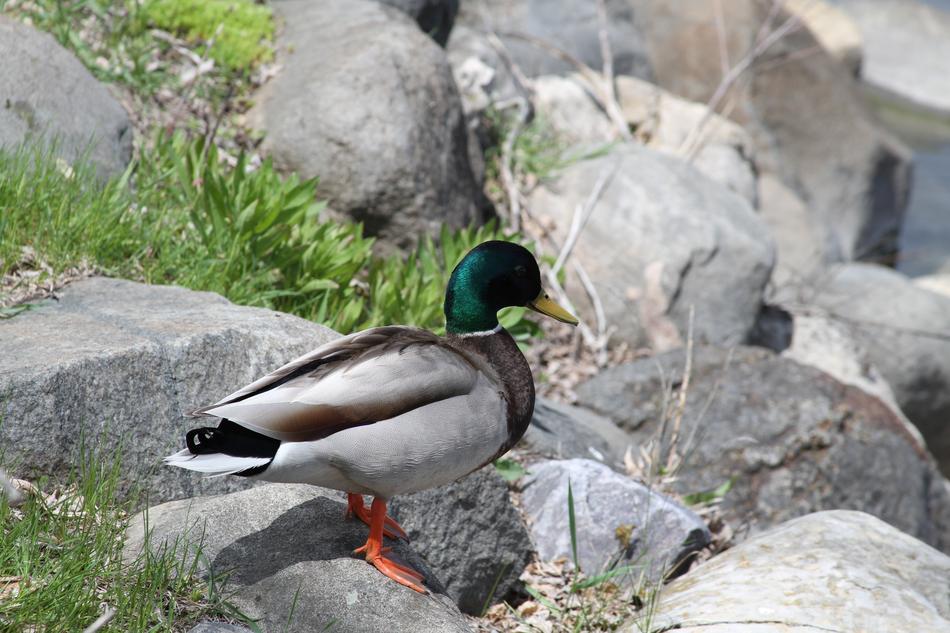 Duck Madison Wisconsin