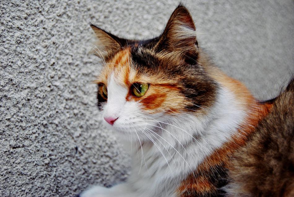 Cat Portrait Animal