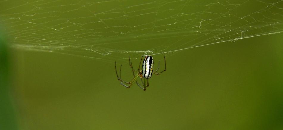 Macro Insect Nature