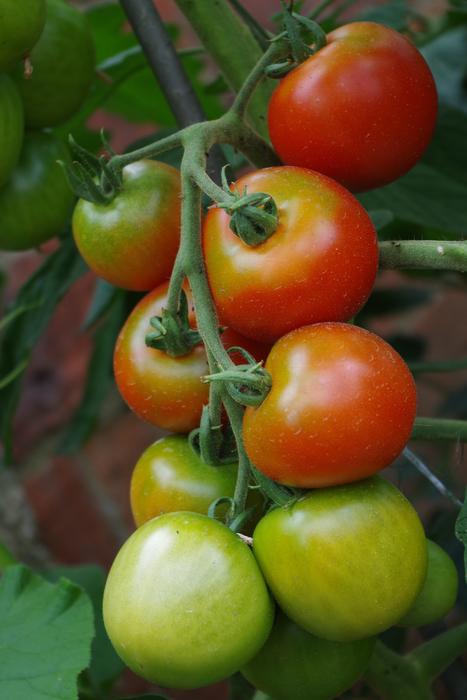 Garden ripe tomatoes on a branch