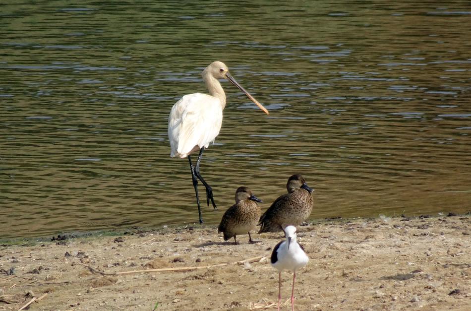 Eurasian Spoonbill Common