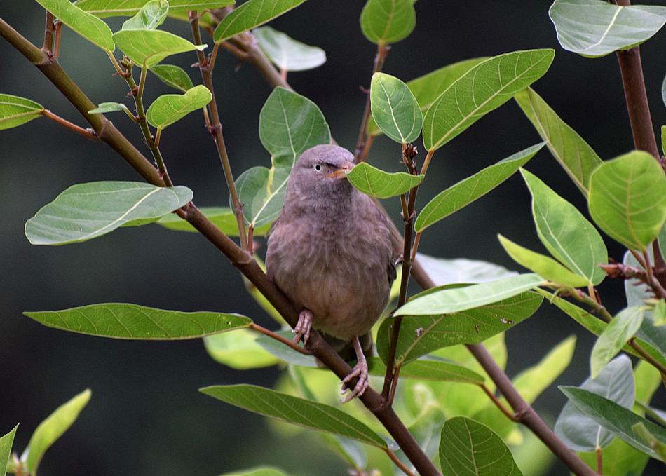 hiding bird on a branch