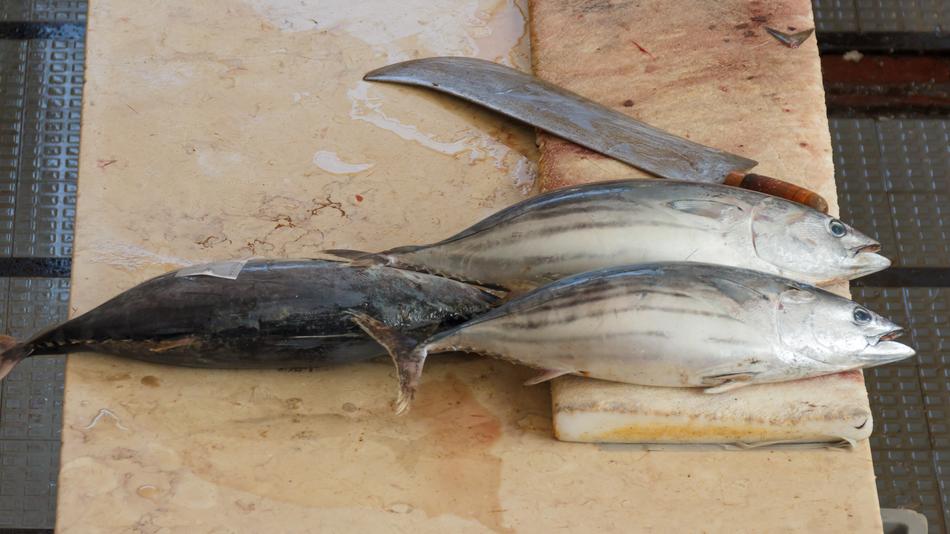 raw caught fish