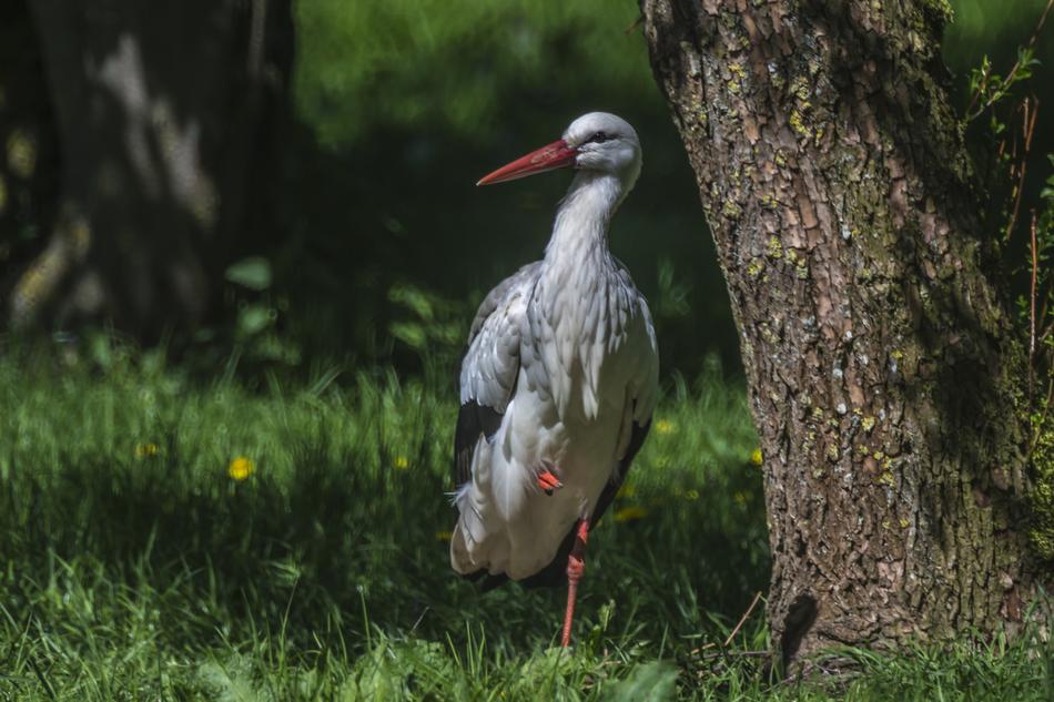 Stork Bird Rattle Animal