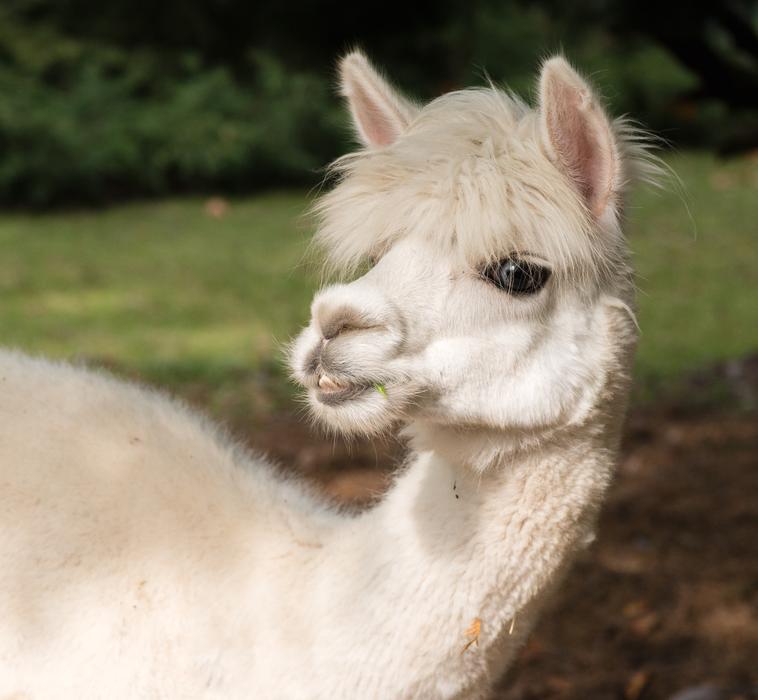 Alpaca Animal Portrait
