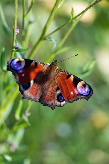 Peacock Butterfly