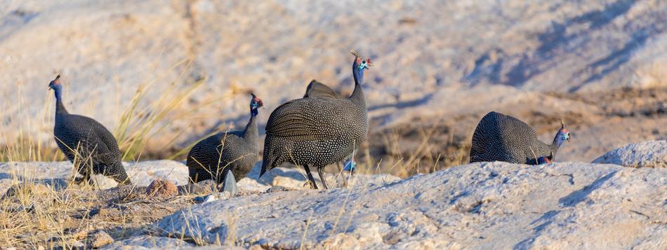 Chickens Africa Guinea Fowl Helmet
