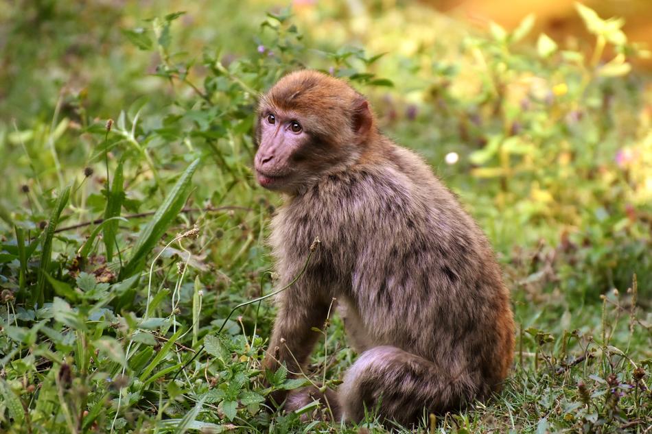 cute little furry monkey